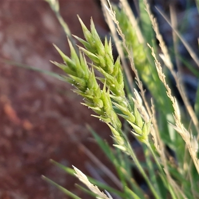 Enneapogon avenaceus (Bottlewashers) at Petermann, NT - 17 Apr 2025 by trevorpreston