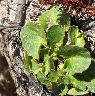 Centella asiatica (Pennywort, Centella, Indian Pennywort) at Windellama, NSW - 16 Apr 2025 by JaneR