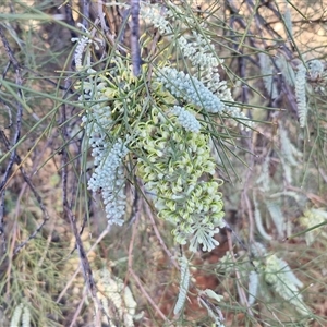 Grevillea stenobotrya at Petermann, NT - 17 Apr 2025 08:00 AM
