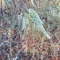 Grevillea stenobotrya at Petermann, NT - 17 Apr 2025 08:00 AM