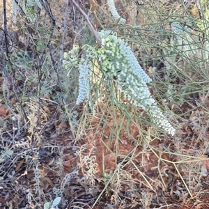 Grevillea stenobotrya at Petermann, NT - 17 Apr 2025 08:00 AM