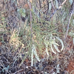 Grevillea stenobotrya at Petermann, NT - 17 Apr 2025 08:00 AM