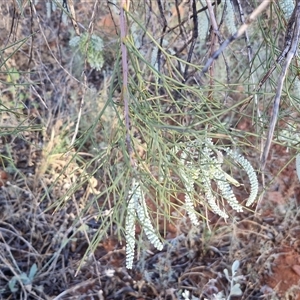 Grevillea stenobotrya at Petermann, NT - 17 Apr 2025 08:00 AM