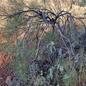 Grevillea stenobotrya at Petermann, NT - 17 Apr 2025 08:00 AM