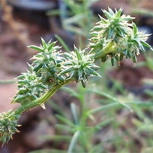 Salsola australis at Petermann, NT - 17 Apr 2025 07:57 AM