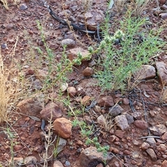Salsola australis at Petermann, NT - 17 Apr 2025 07:57 AM