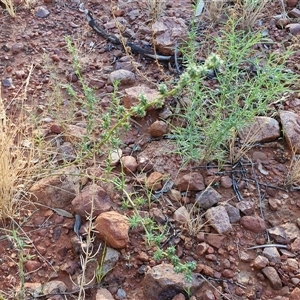 Salsola australis at Petermann, NT - 17 Apr 2025 07:57 AM