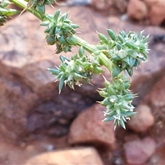 Salsola australis at Petermann, NT - 17 Apr 2025 07:57 AM