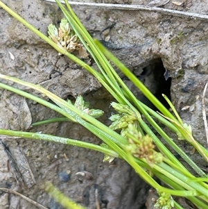 Isolepis gaudichaudiana at Windellama, NSW - Yesterday by JaneR