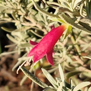 Eremophila latrobei subsp. latrobei at Petermann, NT - 17 Apr 2025 07:53 AM