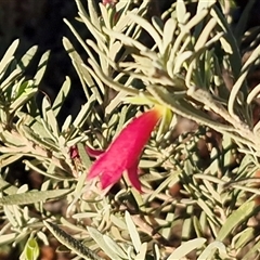 Eremophila latrobei subsp. latrobei at Petermann, NT - 17 Apr 2025 07:53 AM