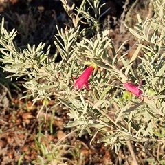 Eremophila latrobei subsp. latrobei at Petermann, NT - 17 Apr 2025 07:53 AM