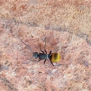 Polyrhachis sp. (genus) at Petermann, NT - 17 Apr 2025 07:52 AM