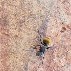 Polyrhachis sp. (genus) at Petermann, NT - 17 Apr 2025 07:52 AM