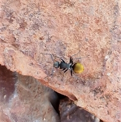 Polyrhachis sp. (genus) at Petermann, NT - 17 Apr 2025 07:52 AM