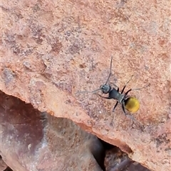 Polyrhachis sp. (genus) at Petermann, NT - 17 Apr 2025 07:52 AM