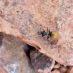 Polyrhachis sp. (genus) at Petermann, NT - 17 Apr 2025 07:52 AM