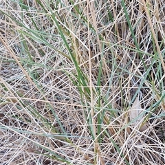 Triodia basedowii at Petermann, NT - 17 Apr 2025 07:47 AM