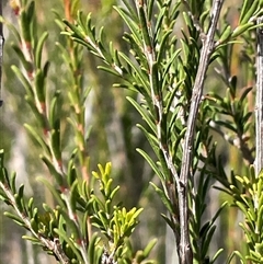 Melaleuca parvistaminea (Small-flowered Honey-myrtle) at Windellama, NSW - 16 Apr 2025 by JaneR