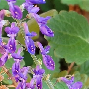 Unverified Other Wildflower or Herb at Petermann, NT - Today by trevorpreston