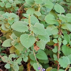 Coleus intraterraneus at Petermann, NT - 17 Apr 2025 07:41 AM