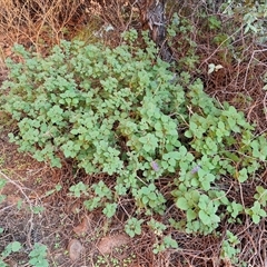 Coleus intraterraneus at Petermann, NT - 17 Apr 2025 07:41 AM
