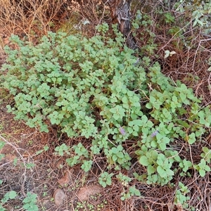 Coleus intraterraneus at Petermann, NT - 17 Apr 2025 07:41 AM