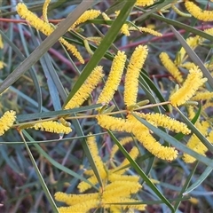 Acacia olgana (Kata Tjuta Wattle) at Petermann, NT - 17 Apr 2025 by trevorpreston