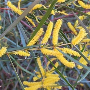 Acacia olgana at Petermann, NT - 17 Apr 2025 07:40 AM