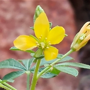 Unverified Other Wildflower or Herb at Petermann, NT - Today by trevorpreston