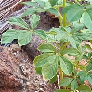 Arivela viscosa at Petermann, NT - 17 Apr 2025 07:39 AM