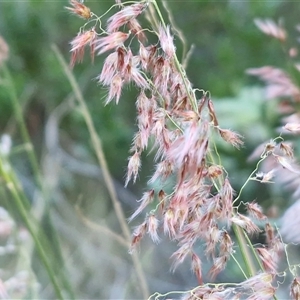 Unverified Grass at Petermann, NT - Today by trevorpreston