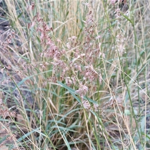 Melinis repens at Petermann, NT - 17 Apr 2025 07:25 AM