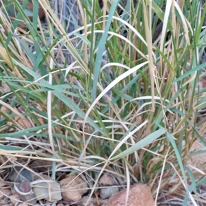 Melinis repens at Petermann, NT - 17 Apr 2025 07:25 AM