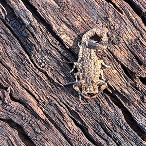 Unverified Scorpion (Scorpionidae) at Ghan, NT - Today by Frecko
