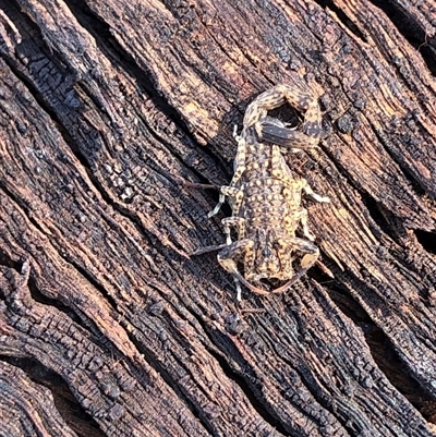 Lychas marmoreus (Little Marbled Scorpion) at Crowther, NSW - 17 Apr 2025 by Frecko