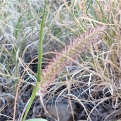 Cenchrus ciliaris (Buffel Grass) at Petermann, NT - 17 Apr 2025 by trevorpreston