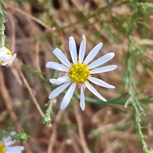 Minuria leptophylla at suppressed - suppressed
