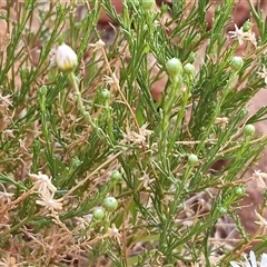 Minuria leptophylla at suppressed - suppressed