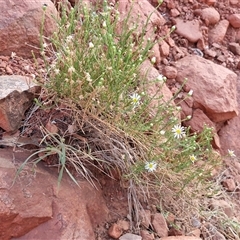 Minuria leptophylla at suppressed - suppressed