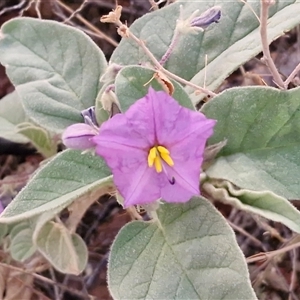 Unverified Other Wildflower or Herb at Petermann, NT - Today by trevorpreston