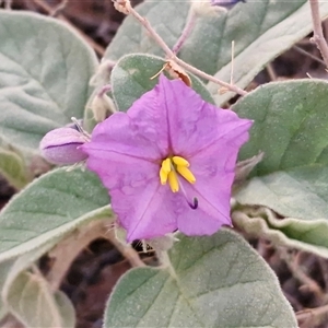 Solanum quadriloculatum at Petermann, NT - 17 Apr 2025 06:58 AM