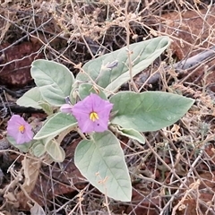 Solanum quadriloculatum at Petermann, NT - 17 Apr 2025 06:58 AM