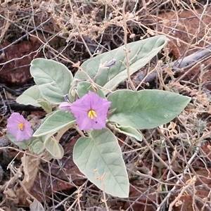 Solanum quadriloculatum at Petermann, NT - 17 Apr 2025 06:58 AM