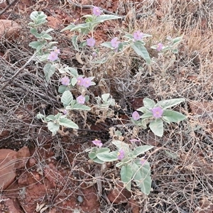 Solanum quadriloculatum at Petermann, NT - 17 Apr 2025 06:58 AM