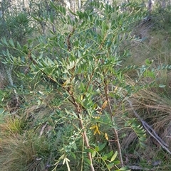 Polyscias sambucifolia subsp. Short leaflets (V.Stajsic 196) Vic. Herbarium (Elderberry Panax, Ornamental Ash, Elderberry Ash) at Tinderry, NSW - Yesterday by danswell