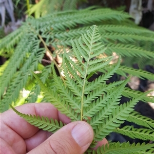 Dicksonia antarctica at Tinderry, NSW - Today by danswell