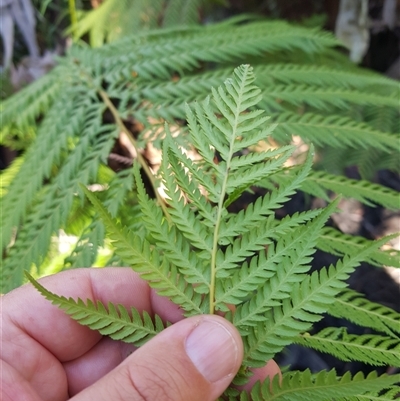 Dicksonia antarctica (Soft Treefern) at Tinderry, NSW - 17 Apr 2025 by danswell