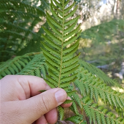 Dicksonia antarctica (Soft Treefern) at Tinderry, NSW - 17 Apr 2025 by danswell