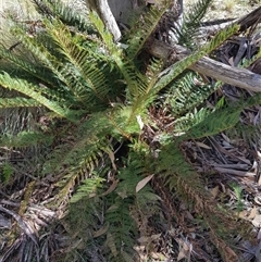Polystichum proliferum (Mother Shield Fern) at Tinderry, NSW - 17 Apr 2025 by danswell